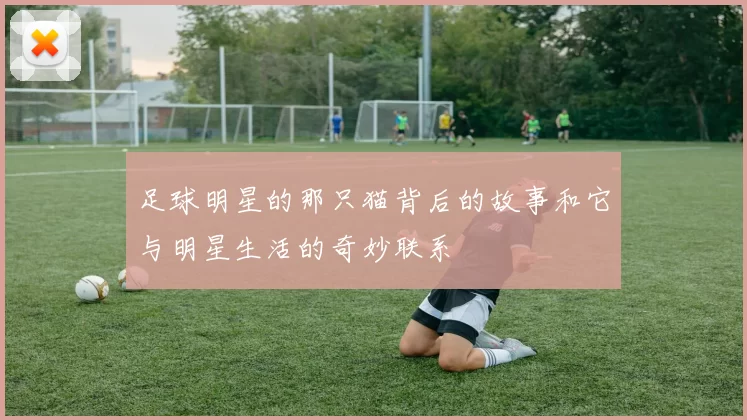 足球明星的那只猫背后的故事和它与明星生活的奇妙联系